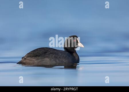 Coot (Fulica atra) sull'acqua. Germania Foto Stock