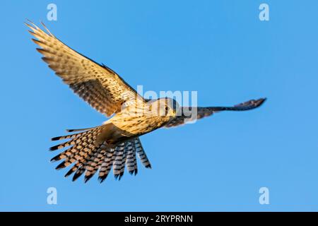 Kestrel comune (Falco tinnunculus). Adulto in volo, hovering. Germania Foto Stock