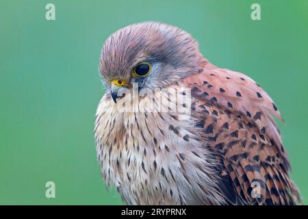 Kestrel comune (Falco tinnunculus). Ritratto di un adulto. Germania Foto Stock