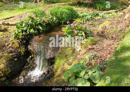 Piccola cascata paesaggistica in un giardino primaverile - John Gollop Foto Stock