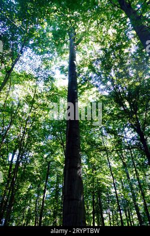 Baldacchino nella foresta di Sonian, Bruxelles, Belgio Foto Stock