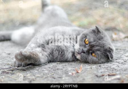 La piega scozzese di gatto grigio si trova nell'erba secca Foto Stock