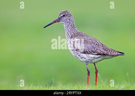 Redshank (Tringa totanus). Adulto in piedi su una palude di sale sulla costa del Mare del Nord. Germania Foto Stock