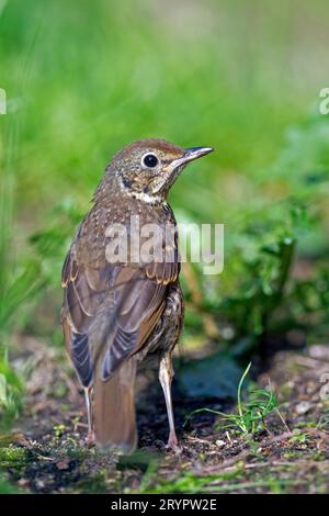 Canto spugna (Turdus philomenos). Giovani in piedi per terra. Slovacchia Foto Stock
