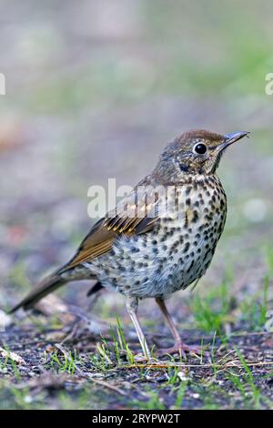 Canto spugna (Turdus philomenos). Giovani in piedi per terra. Slovacchia Foto Stock