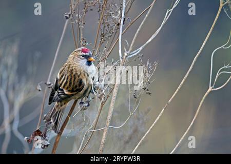 Redpoll comune (Carduelis flammea). Femmina arroccata in una pianta secca. Svezia Foto Stock