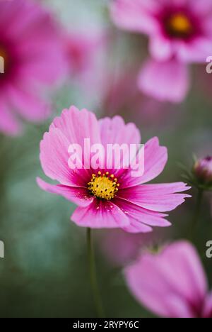 Primo piano del bellissimo cosmo rosa che fiorisce in un giardino. Foto Stock