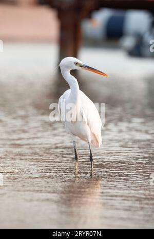 Un airone bianco seduto su un molo del Mar Rosso, in attesa della sua preda. Foto Stock