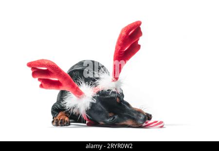 Cucciolo pinscher in miniatura con corna di cervo rosso decorativo e caramelle Foto Stock