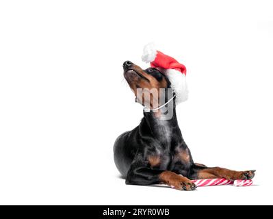 Giovane cucciolo pinscher in miniatura con un cappello di Natale rosso con una canna da zucchero Foto Stock