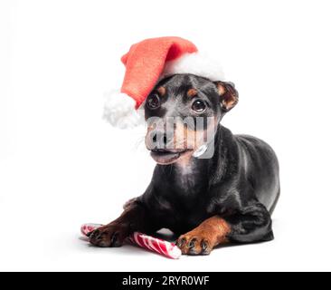 Giovane cucciolo pinscher in miniatura con un cappello di Natale rosso con una canna da zucchero Foto Stock