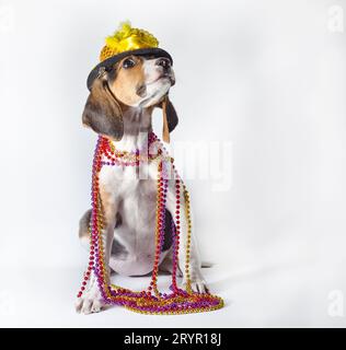 Cucciolo di Mardi gras con lunghe orecchie in perle multicolore e cappello da carnevale su sfondo bianco Foto Stock