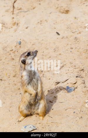 Simpatico e divertente meerkat in piedi su due zampe Foto Stock