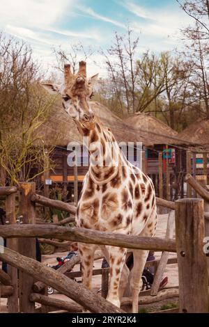 Giraffa nello zoo Pairi Daiza, Belgio Foto Stock