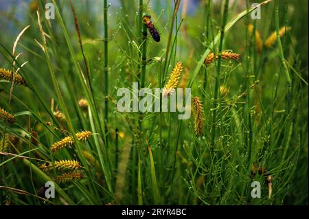 campo estivo selvaggio e un tripudio di colori, piante e infiorescenze di colori diversi tra erba verde, meravigliosa carta da parati Foto Stock