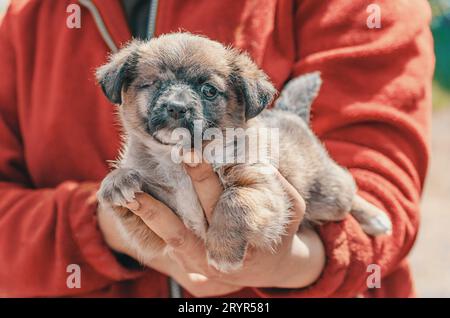 Un cucciolo al riparo purosangue con un occhio tra le braccia della donna indossa una giacca rossa Foto Stock