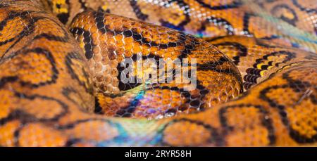 Anaconda giallo brillante Boa pelle di serpente motivo testurizzato astratto Foto Stock