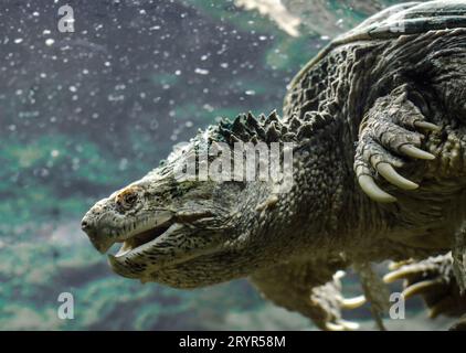 La grande tartaruga cayman a bocca aperta nuota sott'acqua da vicino Foto Stock