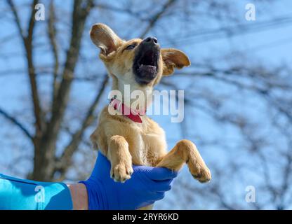 Mongrel cucciolo tra le braccia di un uomo in uniforme veterinaria e guanti in lattice Foto Stock