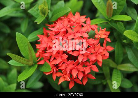 Primo piano di uno splendido fiore di Ixora in fiore rosso Foto Stock