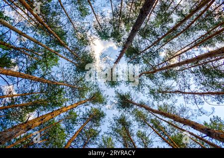 Vista dal basso degli alti pini nella foresta contro il cielo e le nuvole Foto Stock