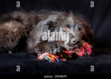 Ritratto di cucciolo di cane nero con giocattolo a corda di nodo Foto Stock