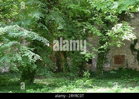 Caste Ruin Pottendorf, Austria Foto Stock