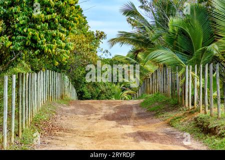 Strada sterrata che attraversa l'area rurale di Bahia Foto Stock