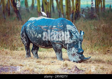 Simbiosi animale Foto Stock