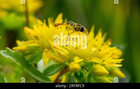 Mosca con il volo o Syrphidae che raccolgono nettare da un fiore giallo di Phedimus aizoon in primavera. Foto Stock