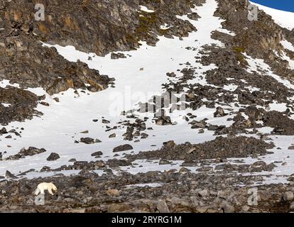 Le cime innevate e l'orso polare NORVEGIA Un'immagine COMICA mostra un orso polare che soffia il più potente dei lamponi che probabilmente vedrai in questa zona Foto Stock