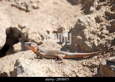 Una lucertola gigante di Gran Canaria, Gallotia simonyi stehlini. La grande specie di lucertola è endemica delle Isole Canarie, in Spagna. Sono una specie protetta Foto Stock