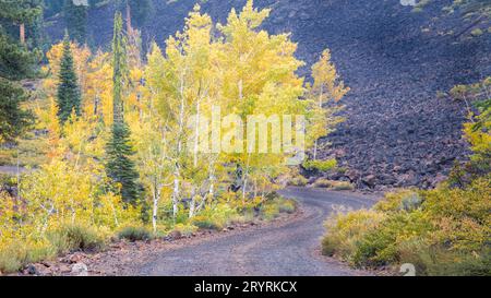 aspens dai colori autunnali e boschetto di conigli in fiore su una tortuosa strada sterrata nella contea di Lassen, California, USA, vicino al lago Crater Foto Stock