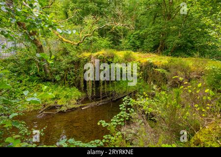 Il ponte coperto di edera sul Afon Prysor nella riserva naturale nazionale di Ceunant Llennyrch vicino a Maentwrog, nel Galles del Nord Foto Stock