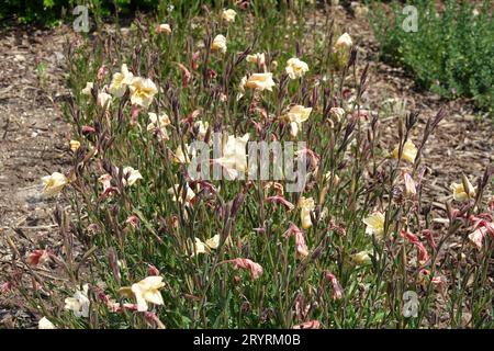 Oenothera odorata, profumato di primula serale Foto Stock