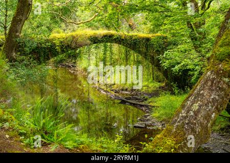 Il ponte coperto di edera sul Afon Prysor nella riserva naturale nazionale di Ceunant Llennyrch vicino a Maentwrog, nel Galles del Nord Foto Stock