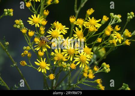 Senecio jacobaea, ragwort comune Foto Stock