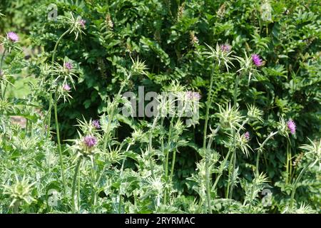 Silybum marianum, Mary thistle Foto Stock