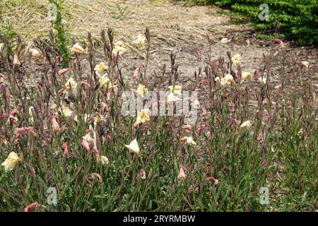 Oenothera odorata, profumato di primula serale Foto Stock