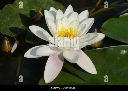 Nymphaea alba, ninfee bianca Foto Stock