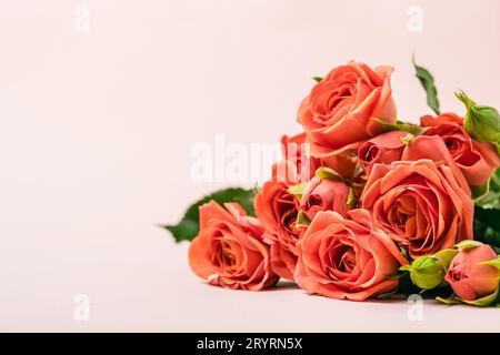 Bouquet di bellissime rose coralline. Messa a fuoco selettiva. Cartolina di vacanza Foto Stock