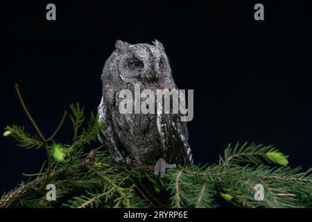 Il gufo di scops eurasiatici (Otus scops) o il gufo di scops europeo o solo il gufo di scops seduto su un ramo . Sfondo scuro. Foto Stock