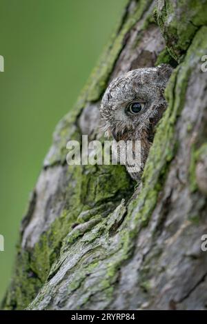 Gufo euroasiatico (Otus scops) in un albero cavo. Foto Stock