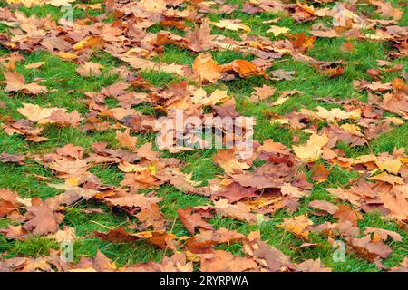 L'autunno caduto lascia su un'erba verde. Concetto inizio autunno. Autunno. Sfondo di giallo, foglie d'autunno sul prato Foto Stock