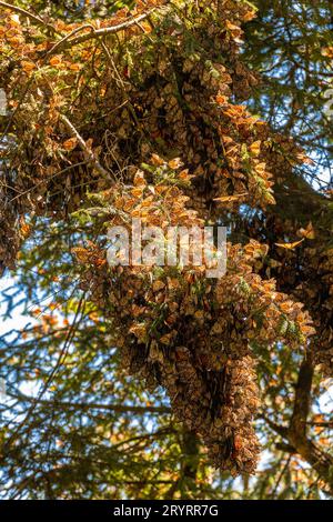 Riserva Monarch Butterfly Biosfera a Michoacan, Messico Foto Stock