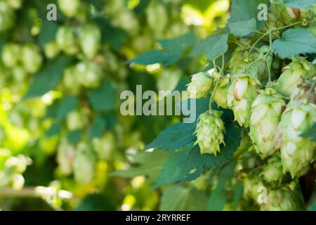 Coni di piante fresche di luppolo verde sul ramo. Materie prime per la produzione di birra o pane, sfondo sfocato, spazio ciabatte, primo piano Foto Stock