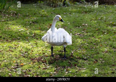 Un solo adulto Bewick's Swan Cygnus columbianus bewickii che cammina sull'erba tra foglie autunnali cadute Foto Stock