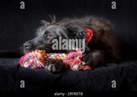 Ritratto di cucciolo di cane nero con giocattolo a corda di nodo Foto Stock