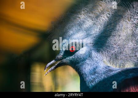 Il piccione coronato Victoria è la più grande specie di piccione. Ha anche il miglior mohawk del regno animale. Foto Stock