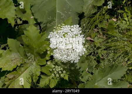 Pastinaca americana (Heracleum Maximum) Foto Stock